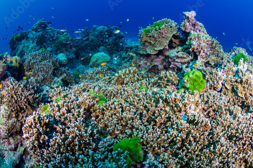 Fototapeta Naklejka Na Ścianę i Meble -  A beautiful hard coral reef in shallow water at sunrise