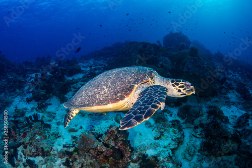 Fototapeta Naklejka Na Ścianę i Meble -  Hawksbill Sea Turtle swimming along a tropical coral reef at sunrise