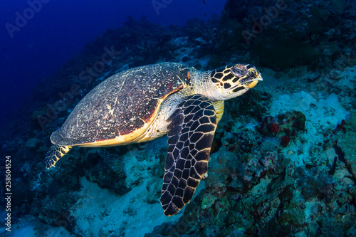 Hawksbill Sea Turtle swimming along a tropical coral reef at sunrise © whitcomberd