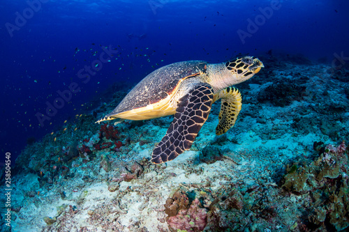 Hawksbill Sea Turtle swimming along a tropical coral reef at sunrise © whitcomberd