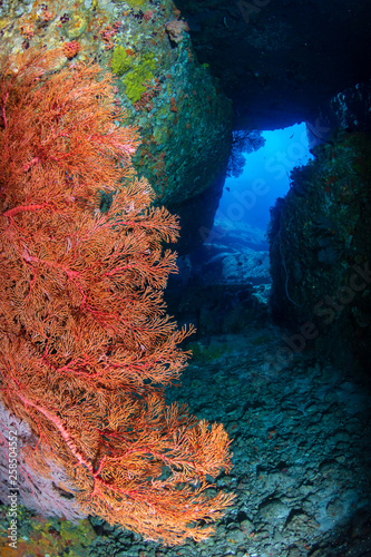 Underwater swimthrough and scenery on a tropical coral reef in Thailand's Similan Islands