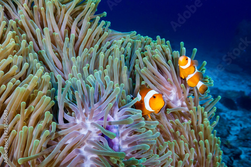 A pair of Clownfish in their home anemone on a tropical coral reef © whitcomberd