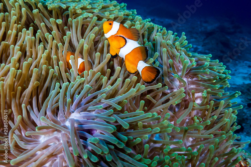 A pair of Clownfish in their home anemone on a tropical coral reef