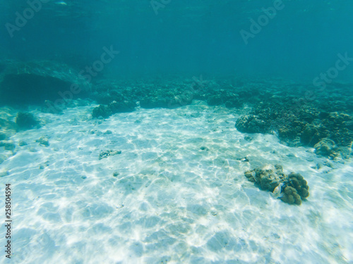 underwater marine life on coral reefs © Melinda Nagy