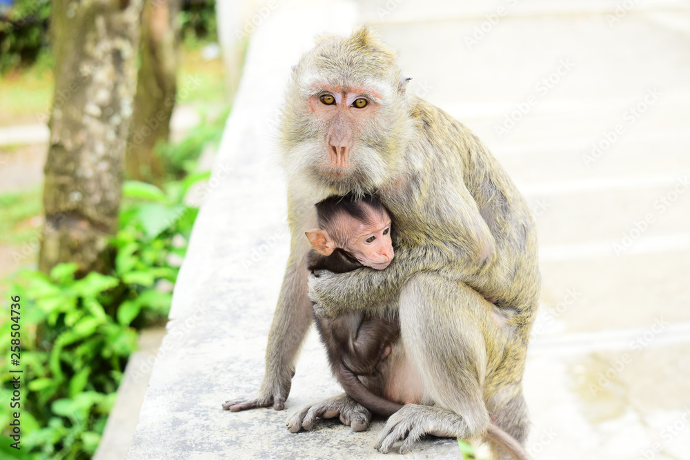 Fototapeta premium babies Macaca fascicularis (long-tailed macaques) or monkeys in the wild
