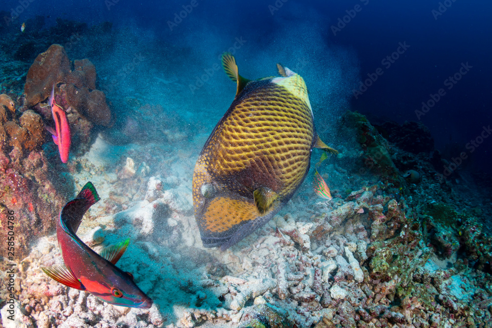 Fototapeta premium Large Titan Triggerfish feeding on a tropical coral reef at dawn