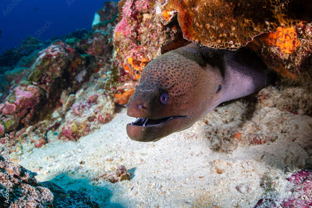 Giant Moray Eel hidden in a hole in a tropical coral reef Stock Photo