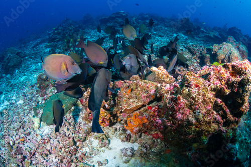 Colorful tropical fish on a coral reef in Thailand