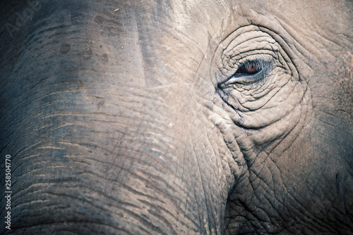 Close up eye of elephant
