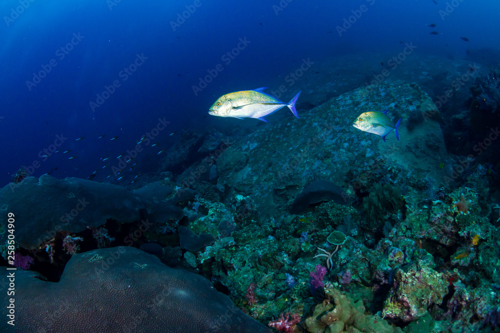 Fototapeta premium Tropical fish patrolling a coral reef in Asia
