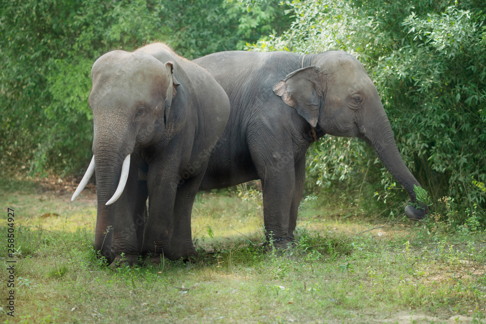 two elephant in the forest