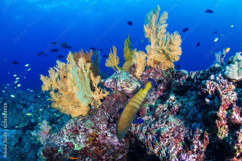 Fototapeta premium Colorful tropical fish on a coral reef in Thailand
