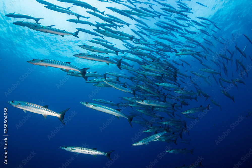 Obraz premium A school of Barracuda in blue water above a tropical coral reef