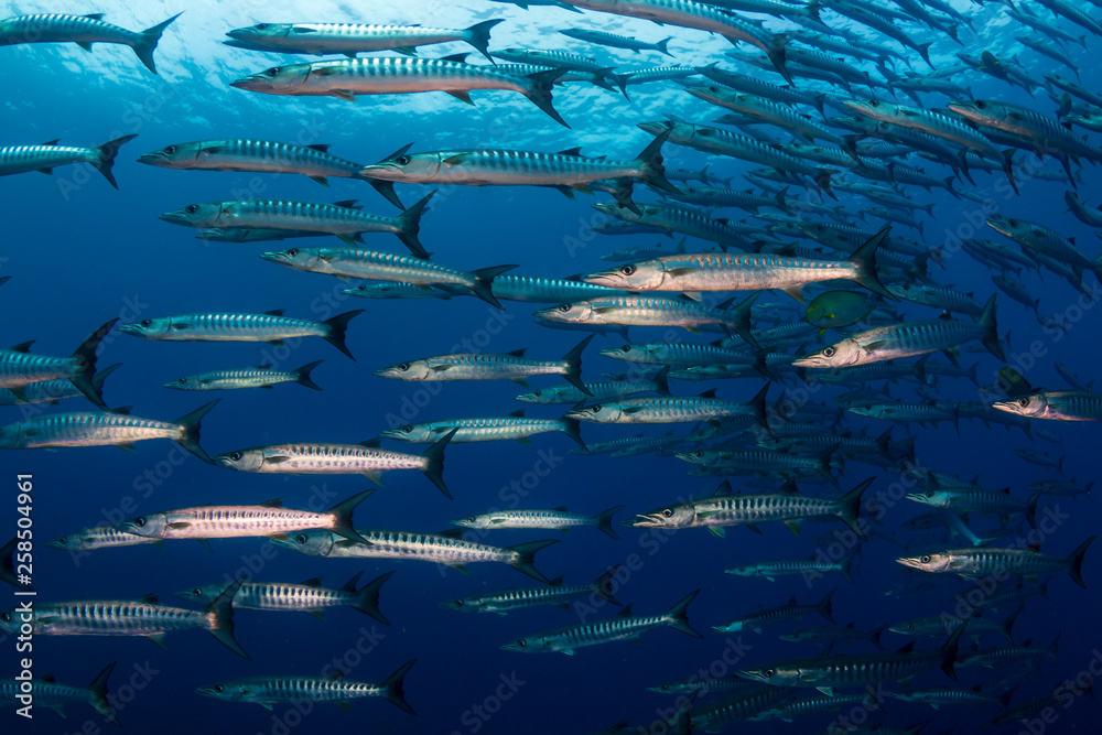 Obraz premium A school of Barracuda in blue water above a tropical coral reef