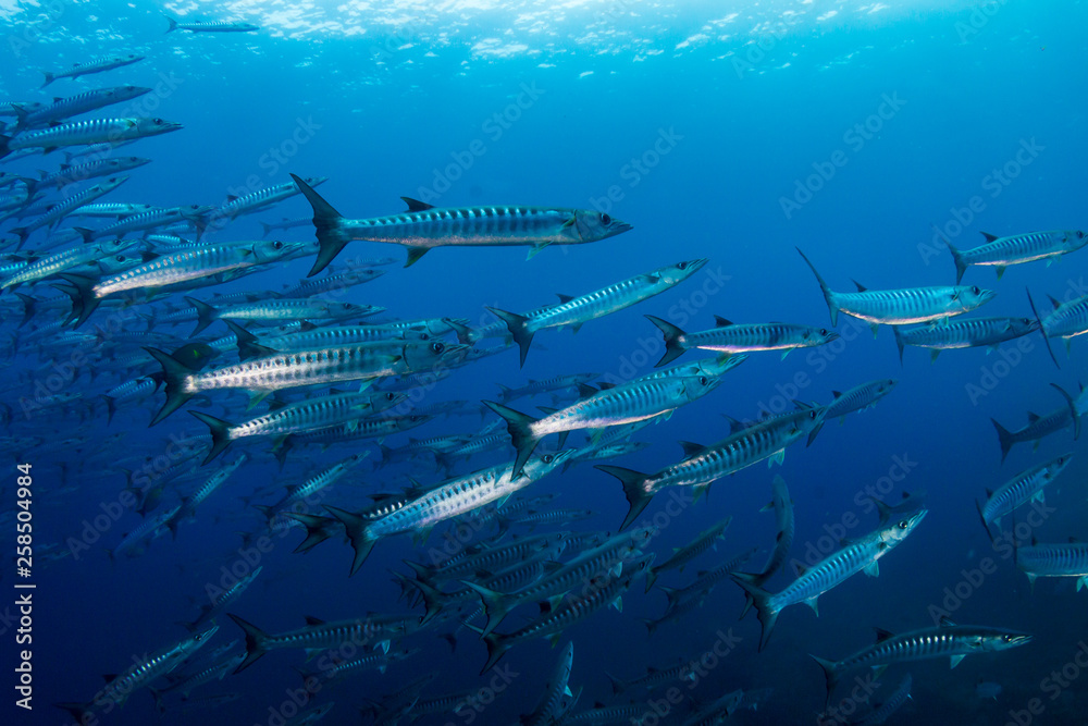 Fototapeta premium A school of Barracuda in blue water above a tropical coral reef