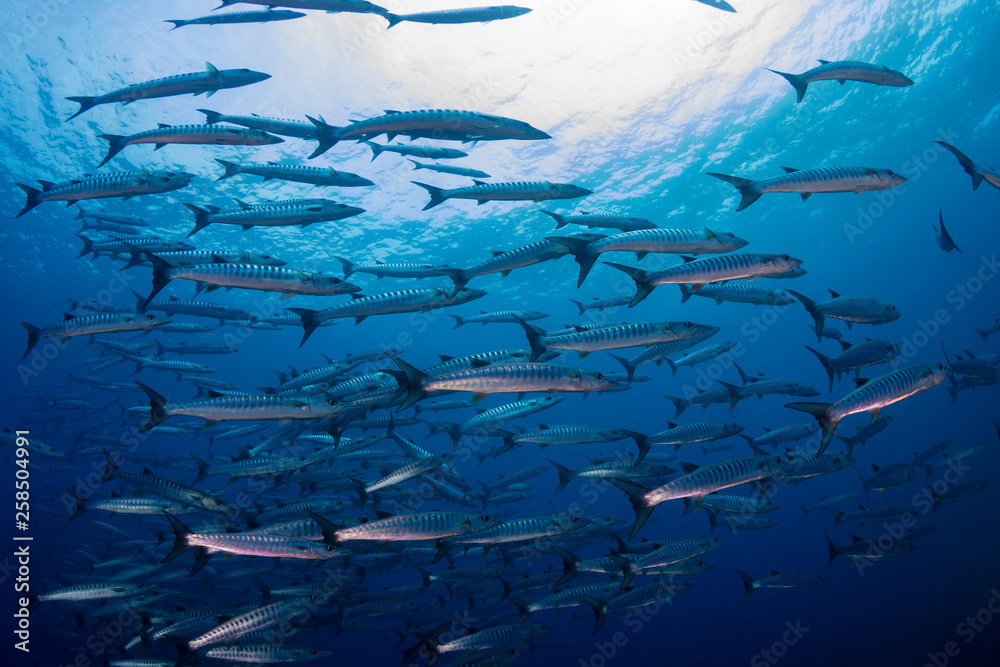 Obraz premium A school of Barracuda in blue water above a tropical coral reef