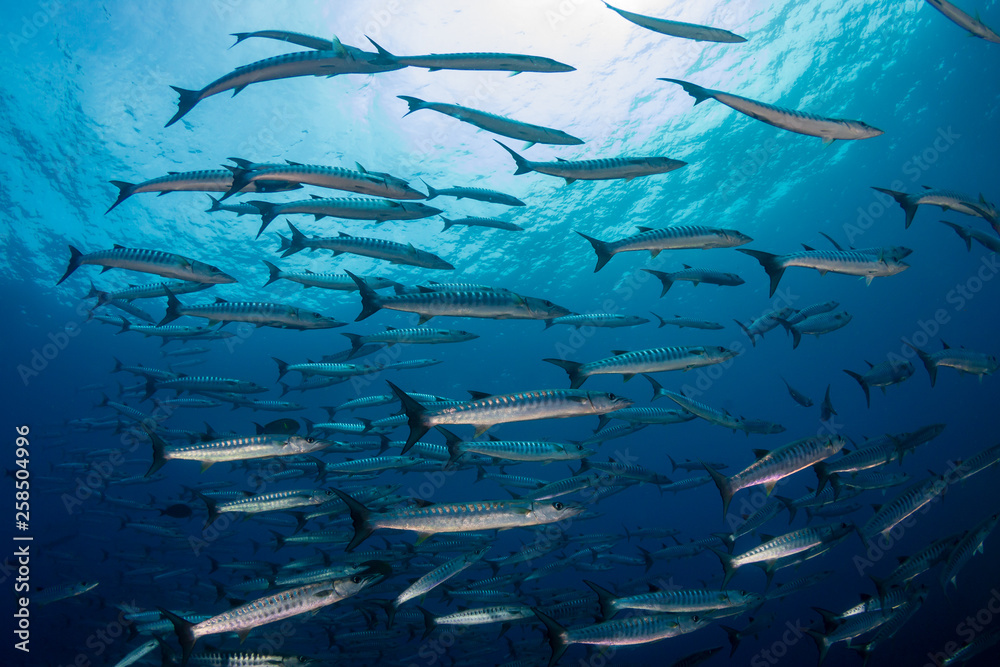 Obraz premium A school of Barracuda in blue water above a tropical coral reef