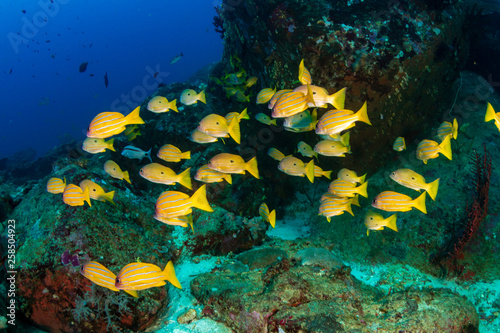 Fototapeta Naklejka Na Ścianę i Meble -  Tropical fish patrolling a coral reef in Asia