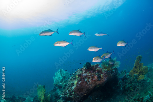 Tropical fish patrolling a coral reef in Asia