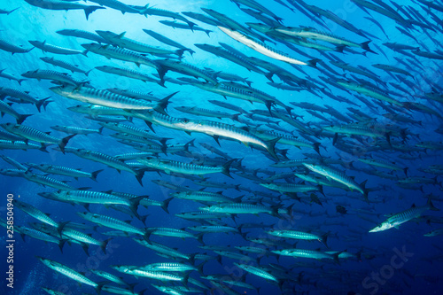 A school of Barracuda in blue water above a tropical coral reef