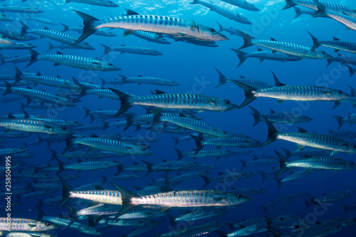 A school of Barracuda in blue water above a tropical coral reef