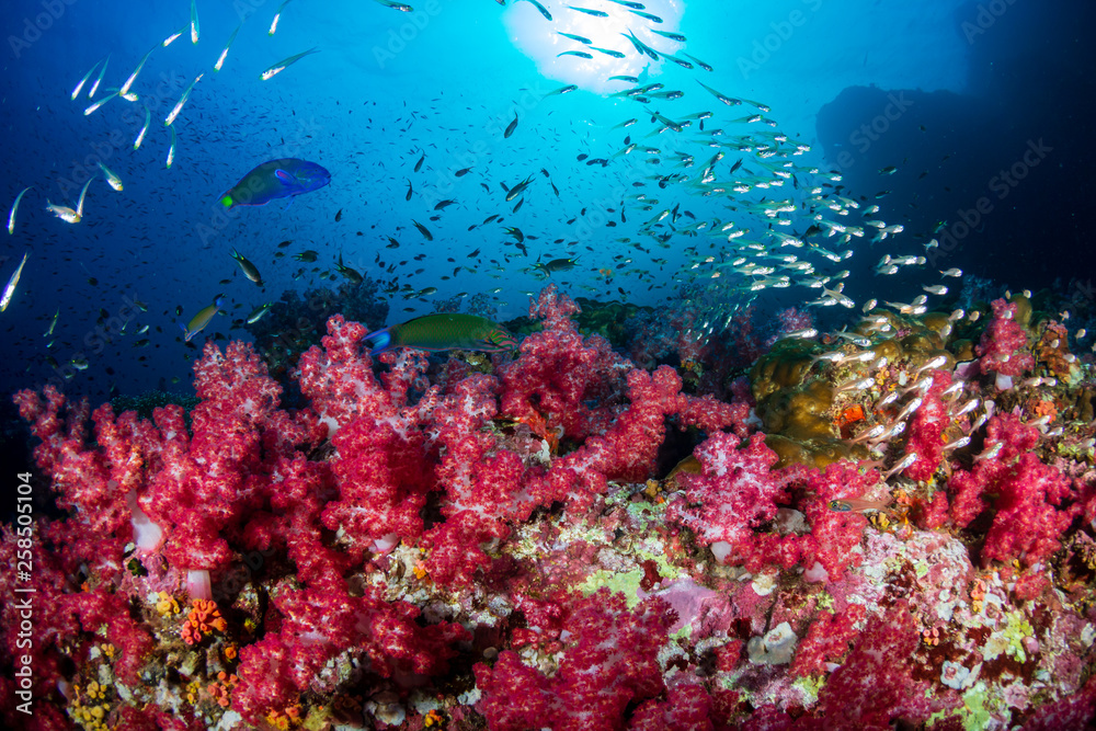 Obraz premium Beautiful soft corals on a tropical coral reef (Richelieu Rock, Thailand)