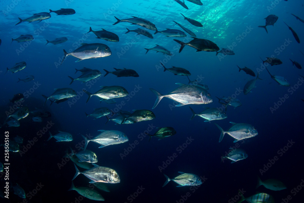 Emperor and Trevally hunting on a tropical coral reef at dusk (Richelieu Rock, Thailand)