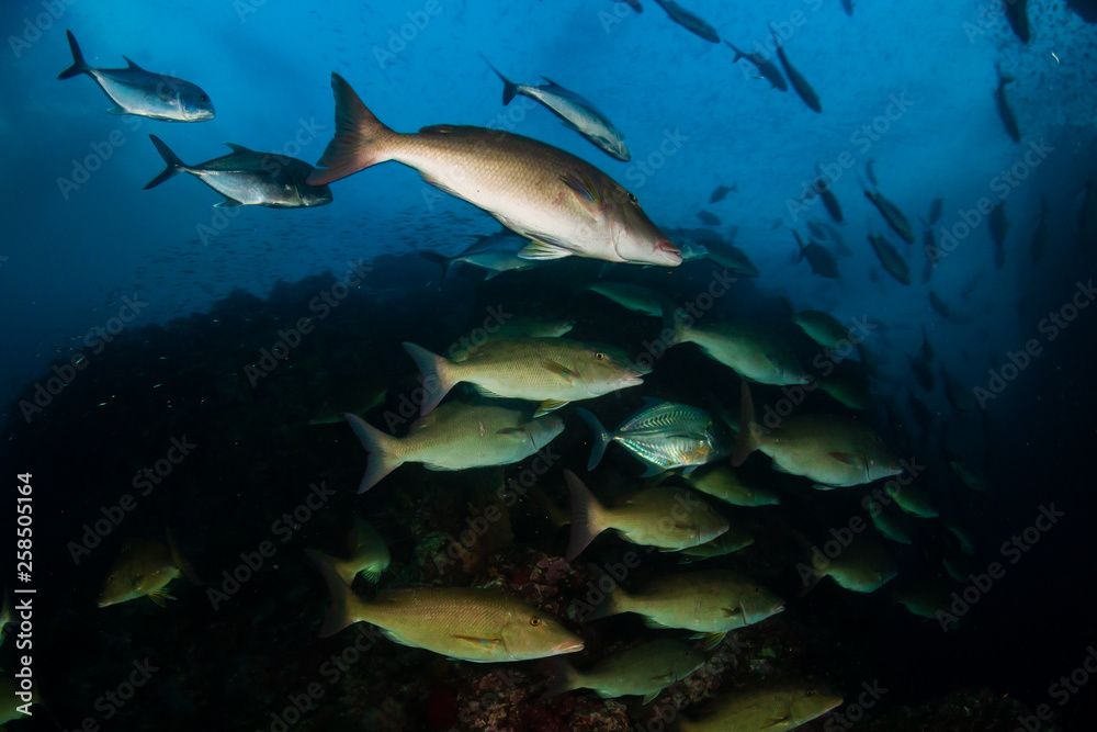Obraz premium Emperor and Trevally hunting on a tropical coral reef at dusk (Richelieu Rock, Thailand)