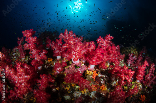 Fototapeta Naklejka Na Ścianę i Meble -  Beautiful soft corals on a tropical coral reef (Richelieu Rock, Thailand)