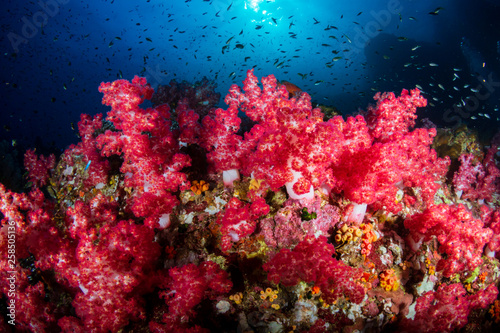 Beautiful soft corals on a tropical coral reef (Richelieu Rock, Thailand)