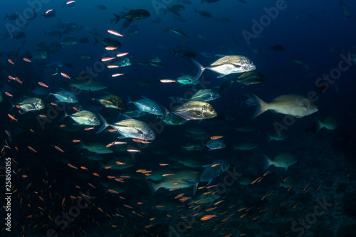 Emperor and Trevally hunting on a tropical coral reef at dusk (Richelieu Rock, Thailand)