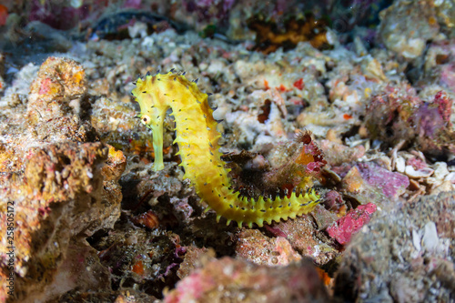 Bright yellow Thorny Seahorse on a tropical coral reef (Richelieu Rock)