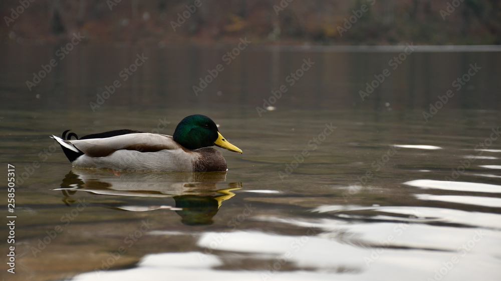 duck in the water duck in the water
