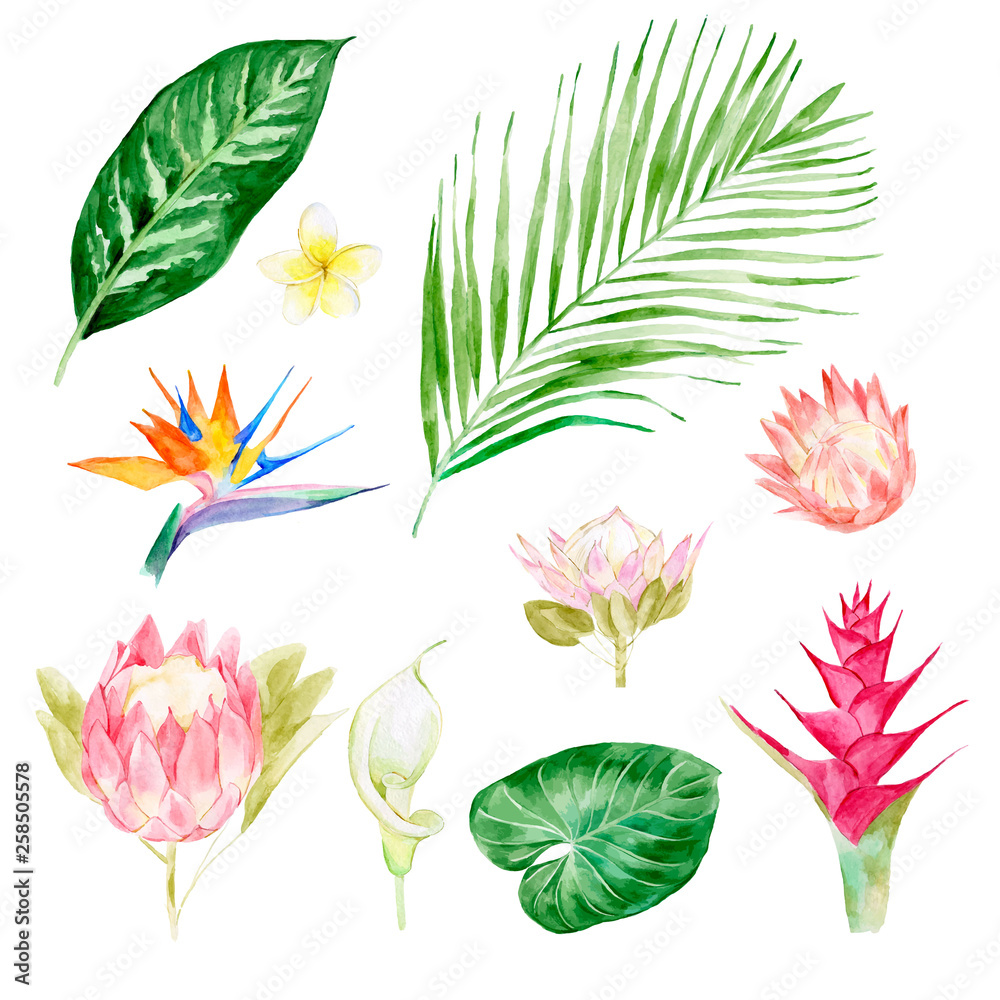 Fototapeta Set of watercolor tropical leaves, hand-drawn vector illustration of exotic floral elements isolated on white background. Leaf of palm trees and flowers, vivid jungle foliage. Greeting card, wedding.