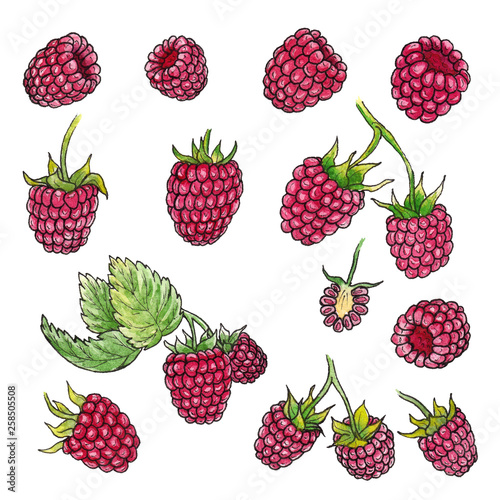 Hand drawn watercolor illustration set of raspberry elements on white background.