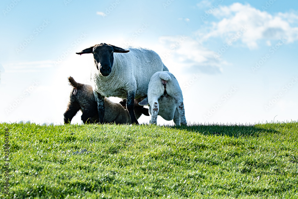 Obraz premium Familie Schaf