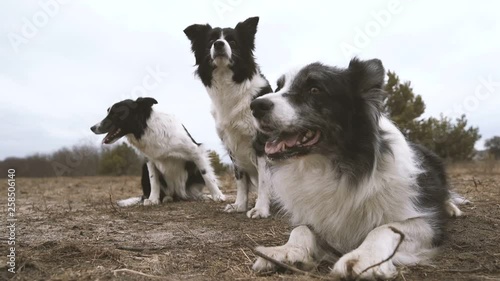 Three black and white dogs looking aside and lying in a rugged field in autumn