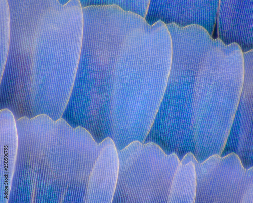 Extreme magnification - Butterfly wingm Blue morpho (morpho peleides) wing, 100:1 magnification