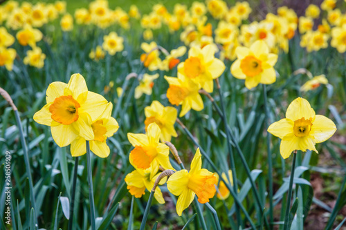 A field of wild daffodils in bloom in a garden.