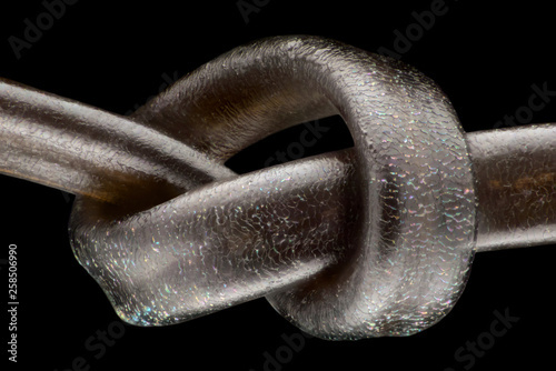 Extreme magnification - Human hair at microscope, 50x magnification  photo