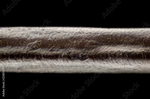 Tableau sur toile Extreme magnification - Human hair at microscope, 100x magnification