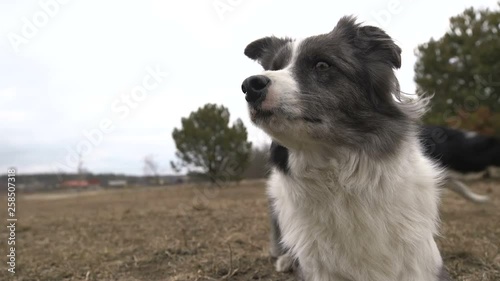 Friendly black and white dog lying and waiting for a command in field in autumn
