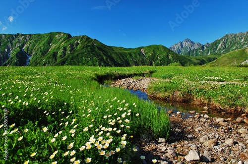 Tateyama kurobe alpine  ~  field of alpine flowers