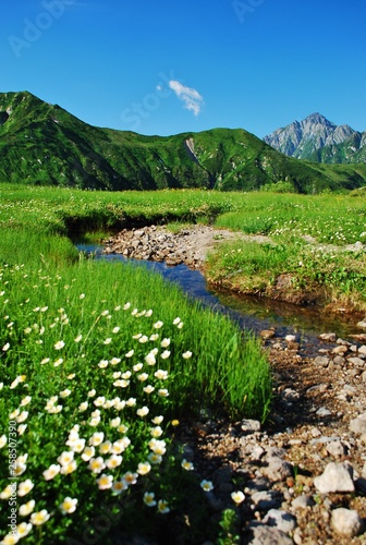 Alpine meadow with wild flowers ~  Tateyama / Japan photo