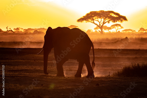 Elephant walking through Amboseli at sunset