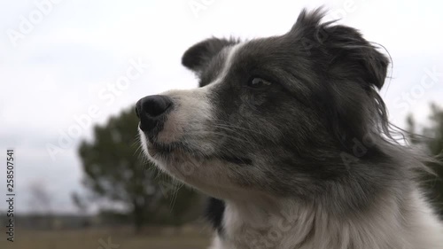 Buddy black and white dog looking attentively at her master in a field in autumn