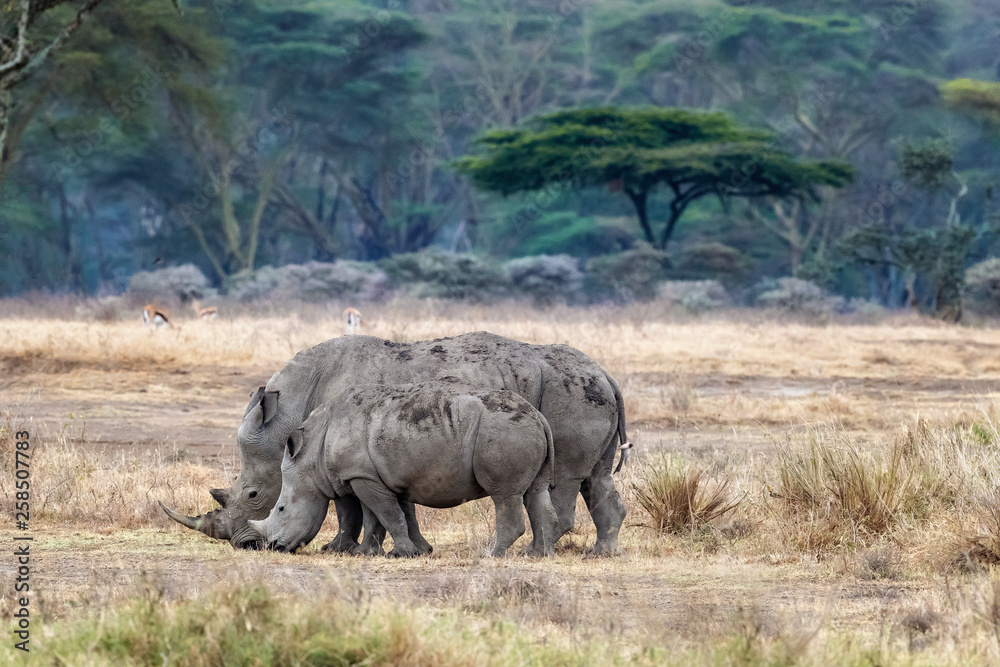 Naklejka premium Mother and baby rhino in the fever tree forest of Lake Nakuru