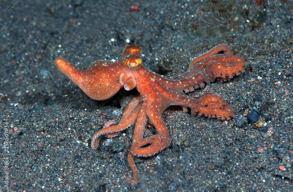 Incredible Underwater World - Starry night octopus - Callistoctopus luteus. Diving and underwater photography. Tulamben, Bali, Indonesia. Incredible Underwater World - Starry night octopus - Callistoctopus luteus. Diving and underwater photography. Tulamben, Bali, Indonesia.