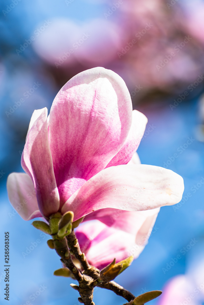 Blüte magnolie Makro mit bokeh