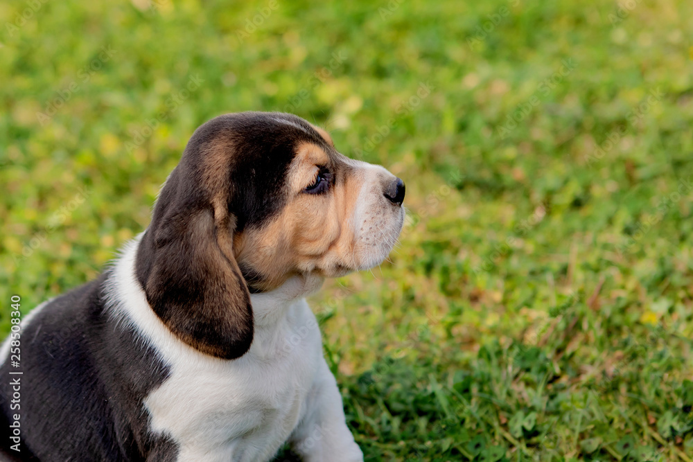 Beautiful beagle puppy on the green grass